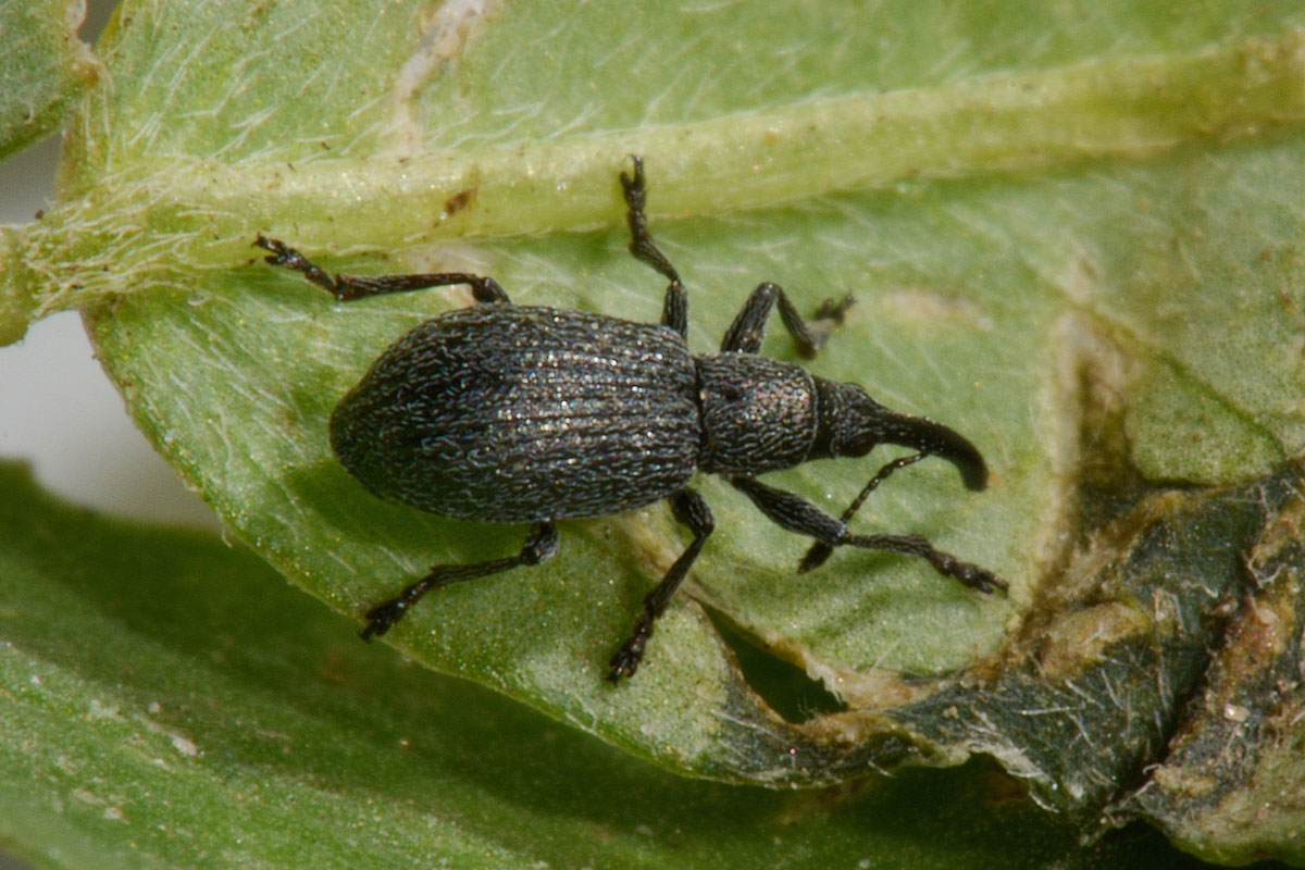 Apionidae: Ischnopterapion sp?  S, Ischnopterapion loti